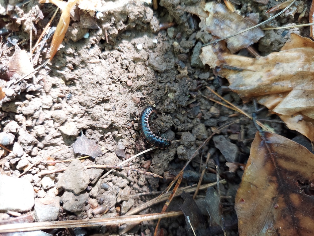 Hokie Twisted-Claw Millipede