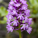Pyramidal Orchid - Photo (c) Zeynel Cebeci, some rights reserved (CC BY-SA)