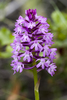 Pyramidal Orchid - Photo (c) Zeynel Cebeci, some rights reserved (CC BY-SA)