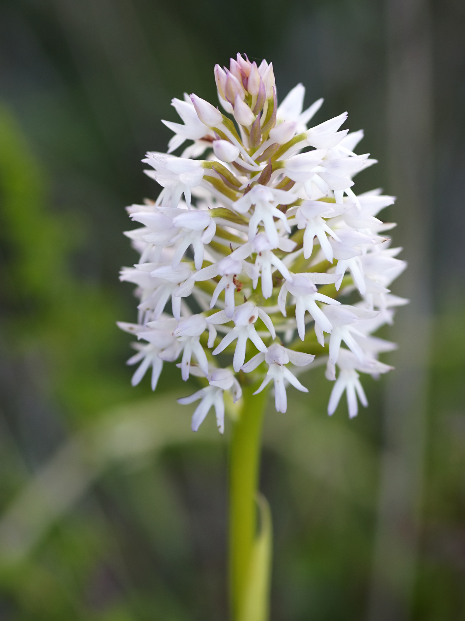 pyramidal orchid (Anacamptis pyramidalis) · iNaturalist