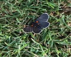 Lepidoptera