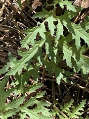 Pedicularis densiflora