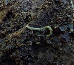 Andrognathus corticarius