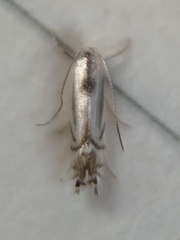 Phyllocnistis ampelopsiella