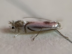 Phyllocnistis ampelopsiella