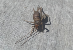 Gryllodes sigillatus