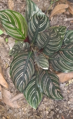 Goeppertia sanderiana