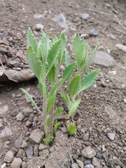 Eriodictyon traskiae traskiae