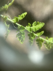 Woodsia oregana