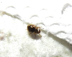 Agathidium maculosum