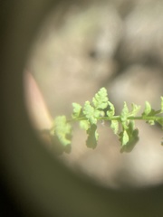 Woodsia oregana