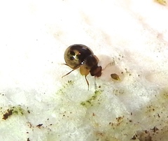 Agathidium maculosum