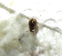 Agathidium maculosum