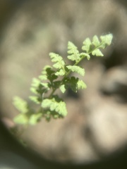 Woodsia oregana