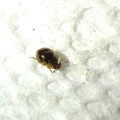 Agathidium maculosum