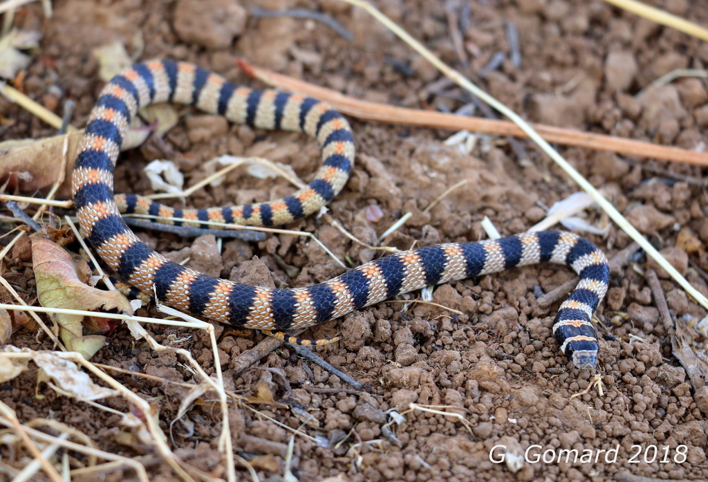 Thomas' Semi-Banded Racer