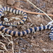 Thomas' Semi-banded Racer - Photo (c) gomard, some rights reserved (CC BY-NC)