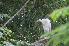 Nycticorax nycticorax