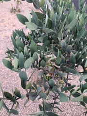 Simmondsia chinensis