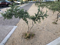 Simmondsia chinensis