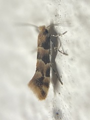 Phyllonorycter trifasciella