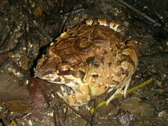 Leptodactylus labrosus