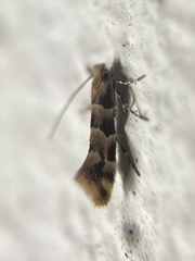 Phyllonorycter trifasciella