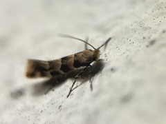 Phyllonorycter trifasciella