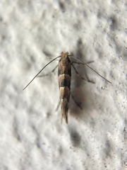 Phyllonorycter trifasciella