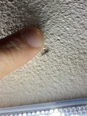 Phyllonorycter trifasciella