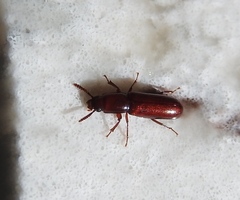 Corticeus