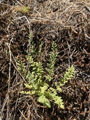 Woodsia oregana