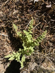 Woodsia oregana