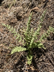 Woodsia oregana