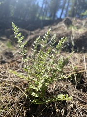 Woodsia oregana
