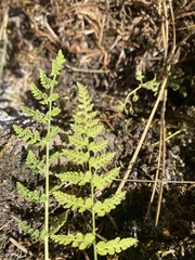 Woodsia oregana