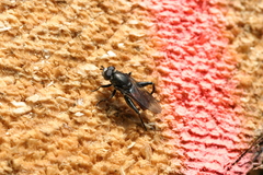 Chalcosyrphus piger