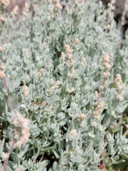 Extriplex californica