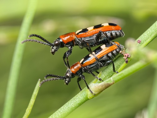 Common Asparagus Beetle, photo 3 of 8