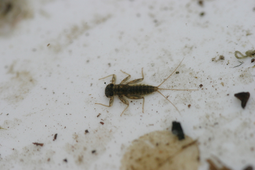 March Brown Mayfly