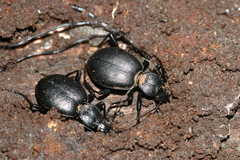 Cychrus caraboides