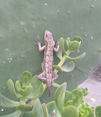 Sceloporus