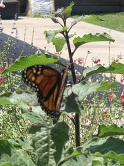 Danaus plexippus