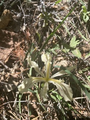 Iris tenuissima