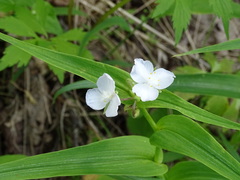 Tradescantia ozarkana