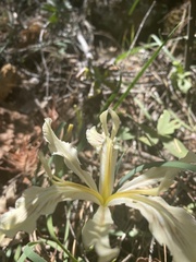 Iris tenuissima