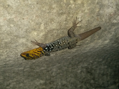 Gonatodes caudiscutatus