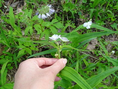Tradescantia ozarkana