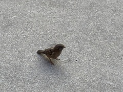 Passer domesticus