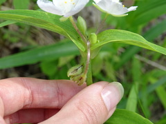 Tradescantia ozarkana